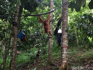 Orangutan Sumatera Kuasai Teknik Bangun Sarang dengan Amati-Tiru-Modifikasi