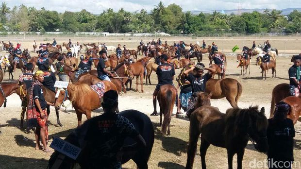 Kuda-kuda yang gagah khas Sumba saat di Waingapu (Petrus Ola/detikTravel)
