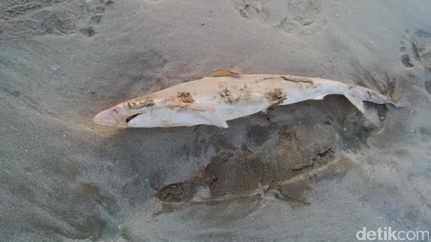 Bangkai hiu di Pantai Lampu Satu, Merauke.
