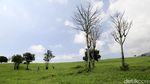 Pesona Padang Mangatas, New Zealand Indonesia