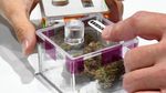 Bisnis Ganja Sudah Legal di Kota Ini