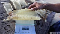 Bila mau dijual, gelembung itu dikelompokkan dulu berdasarkan berat per gram. Kemudian gelembung yang dikumpulkan itu akan dinilai berdasarkan ukuran per 1 kg. Untuk gelembung ikan gulama yang mencapai berat 80 gram dihargai Rp 83 juta/kg nya.