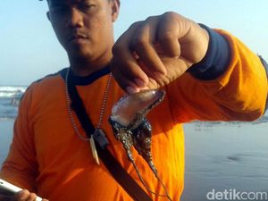 Awas! Ubur-ubur Mulai Menepi di Parangtritis