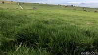 Pemandangan indah yang mengelilingi sebagian besar puncak savana ini yaitu terlihatnya Gunung Sago dan pemandangan persawahan kota Payakumbuh jika melihat ke bawah, sangat indah dan menyejukkan mata.