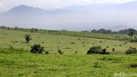 Padang Mengatas terletak di Kabupaten Lima Puluh Kota, Kota Payakumbuh. Peternakan Padang Mangateh ini punya luas total mencapai 280 hektar di lereng Bukit.
