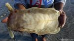 Berburu Gelembung Ikan Ratusan Juta Rupiah