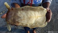 Gelembung adalah organ yang membantu ikan bisa mengambang. Nama pasarannya adalah fish maw. Di China, gelembung menjadi makanan mewah, diolah dalam bentuk sup atau rebusan. Gelembung juga menjadi sumber kolagen, lem tahan air, hingga alat pemurni minuman beralkohol. Nelayan juga menginformasikan gelembung ini diolah menjadi benang operasi yang digunakan dokter.