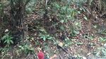 Foto: Penampakan Kera Putih di Sulawesi Selatan