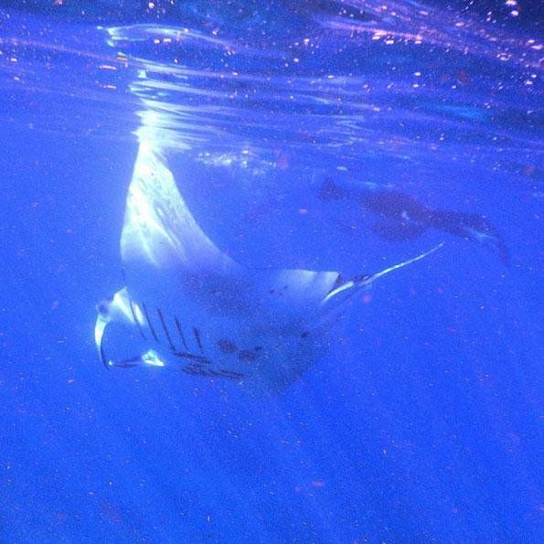 Manta Point Flores