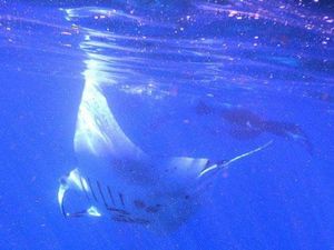 Manta Point Labuan Bajo: Lokasi, Jam Buka, Harga, Daya Tarik, dan Rute