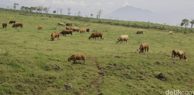 Peternakan sapi Padang Mengatas, Sumbar, ternyata punya sejarah panjang. Peternakan ini adalah warisan Belanda yang sempat menjadi area peternakan terbesar se-Asia Tenggara.