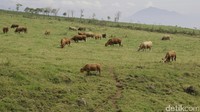 Perjalanan peternakan ini tidak mulus. Pada Zaman Revolusi Kemerdekaan sekitar tahun 1945 –1949 kegiatan peternakan di area ini terhenti.