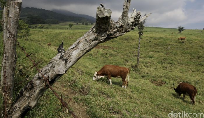 680+ Gambar Hewan Sapi Dan Kuda HD Terbaru