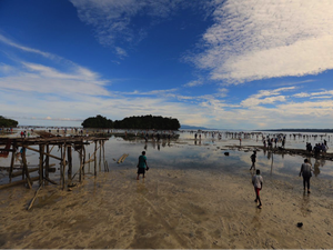 Kini Wisatawan Bisa Lihat Tradisi Tangkap Ikan yang Unik di Biak