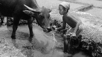 Seorang anak bergembira di sawah bersama kerbaunya. Foto: Getty Images