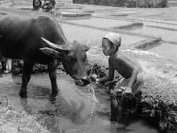 Potret Pedesaan Indonesia Zaman Dahulu Kala