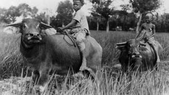 Anak-anak naik kerbau di pedesaan Jawa Barat pada tahun 1930-an. Foto: Getty Images