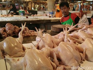 Dolar AS Ngamuk, Harga Ayam Bisa Naik