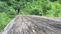 Tantangan lain adalah melewati jembatan yang hanya terbuat dari patahan pohon tanpa pegangan. Keseimbangan badan betul-betul sangat diuji. Bila tak sanggup, silakan merangkak (Maikel/detikTravel)