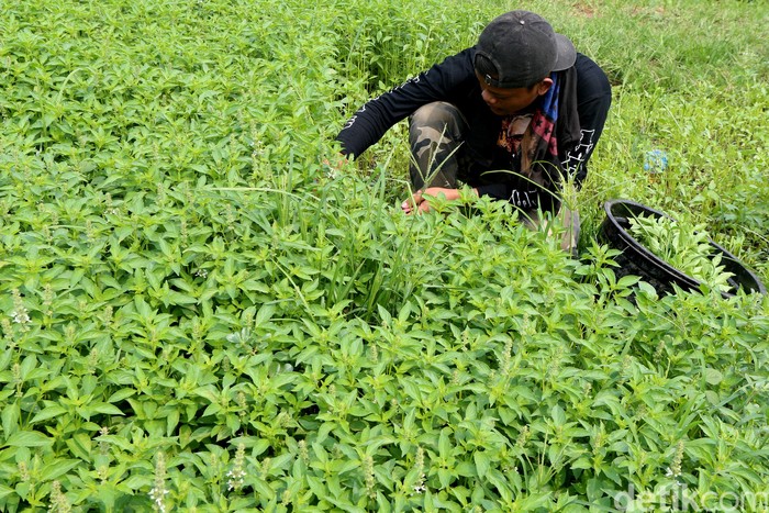 Kementan Fokus Tingkatkan Produksi dan Kesejahteraan Petani