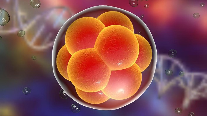 Ahli Coba Buat Model Embrio Manusia Tanpa Sperma dan Sel Telur, Begini Hasilnya