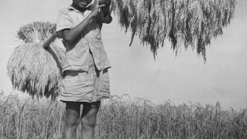 Seorang anak membawa hasil panen di tahun 1950-an. Foto: Getty Images