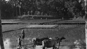 Suasana lahan pertanian di Jawa pada masa silam. Foto: Getty Images