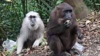 Kawanan kera biasanya dijumpai warga di kawasan pepohonan kemiri di sekitar daerah pegunungan Camba. Banyak masyarakat yang melintas memberinya makan padahal itu tidak baik (Muhammad Nur Abdurrahman/detikTravel)