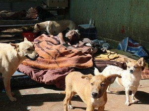 Mantan Pelukis Aborigin Terkenal Hidup Telantar Bersama Anjing