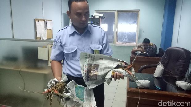  Pengiriman lobster dengan dokumen ilegal digagalkan petugas Balai Karantina Ikan di Palembang