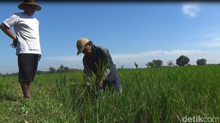 Petani Ambil Kredit di BPR akan Terlindungi Asuransi