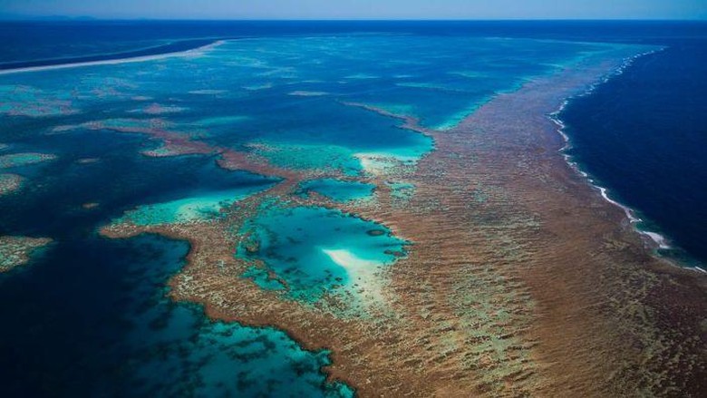 UNESCO Tidak Anggap Great Barrier Reef Terancam UNESCO Tidak Anggap Great Barrier Reef Terancam