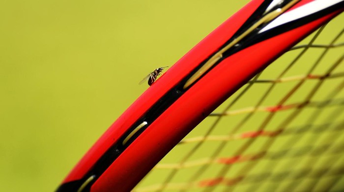 Ketika Semut-Semut Terbang Ganggu Pertandingan Wimbledon