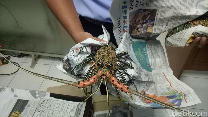 Pengiriman Lobster Berdokumen Ilegal Digagalkan