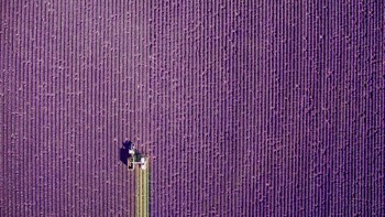 Kategori Nature pemenang pertama diraih Jcourtial. Foto: dronestagram