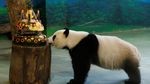 Ultah ke-4, Panda Yuanzai Dapat Kue Raksasa