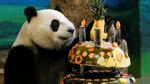 Ultah ke-4, Panda Yuanzai Dapat Kue Raksasa
