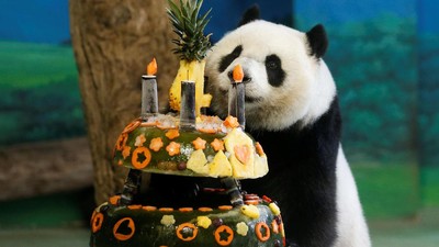 Ultah ke-4, Panda Yuanzai Dapat Kue Raksasa