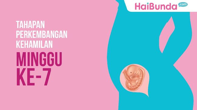 Tahapan Perkembangan Janin: Minggu ke-7