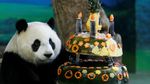 Ultah ke-4, Panda Yuanzai Dapat Kue Raksasa
