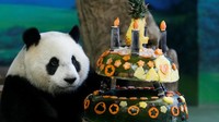 Yuanzai memperhatikan kue ultang tahunnya. REUTERS/Tyrone Siu.