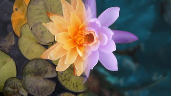 Sydney Flora di Australia vs Bali Flora di Indonesia. Foto: Instagram @howfarfromhome