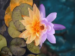 Memadukan Dua Belahan Bumi Berbeda