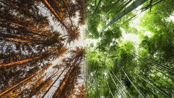 Hutan Norwegia vs hutan bambu di Jepang. Foto: Instagram @howfarfromhome