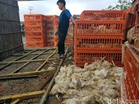  Truk  Terguling di Sukabumi Ratusan Ayam  Mati
