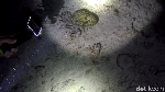 Foto: Ini Dia Penghuni Laut Saat Malam