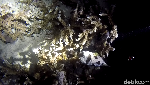 Foto: Ini Dia Penghuni Laut Saat Malam