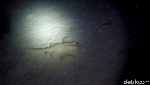 Foto: Ini Dia Penghuni Laut Saat Malam