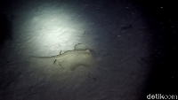 Kamu juga bisa bertemu dengan blue spot stingray. Perairan Sabang memang terbilang sangat kaya akan biota-biota laut (Bonauli/detikTravel)