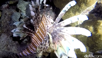 Lionfish memang jadi ikon saat night dive. Jadi jangan lupa untuk mengabadikan ikan cantik ini ya (Bonauli/detikTravel)